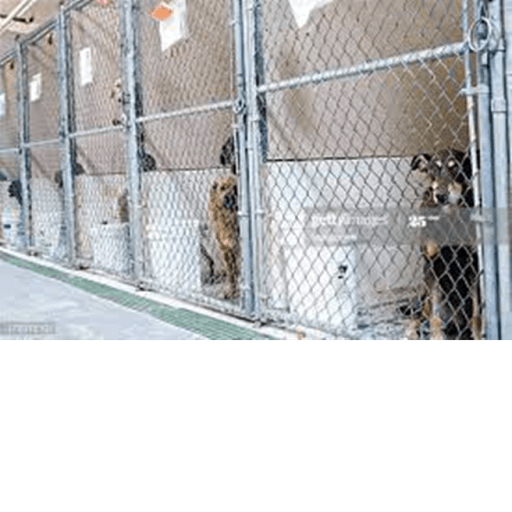 Robloxian Animal Shelter Rp Roblox game thumbnail
