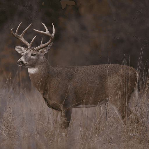 Deer Hunting Simulator Roblox game stats