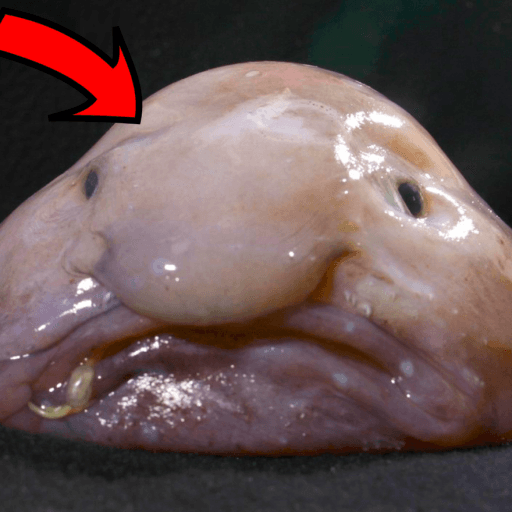 Inflow Games — top game: Be A Blob