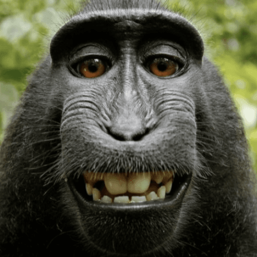 Be a Monkey 🐒 [4 Player Obby] Roblox game stats