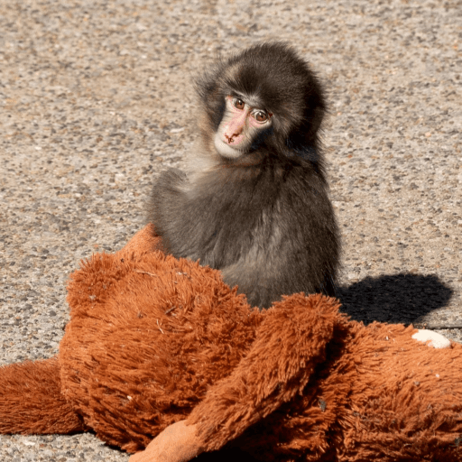doTrend — top game: Jump Into Punch Monkey