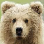 Bear Game Roblox developer avatar