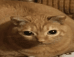 Catter The Boss Roblox developer avatar