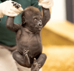 Monke Monke Games Roblox developer avatar