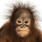 Orang outan Roblox developer avatar
